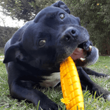 Nylon Corn On The Cob-Chew Toy-Rover Pet Products