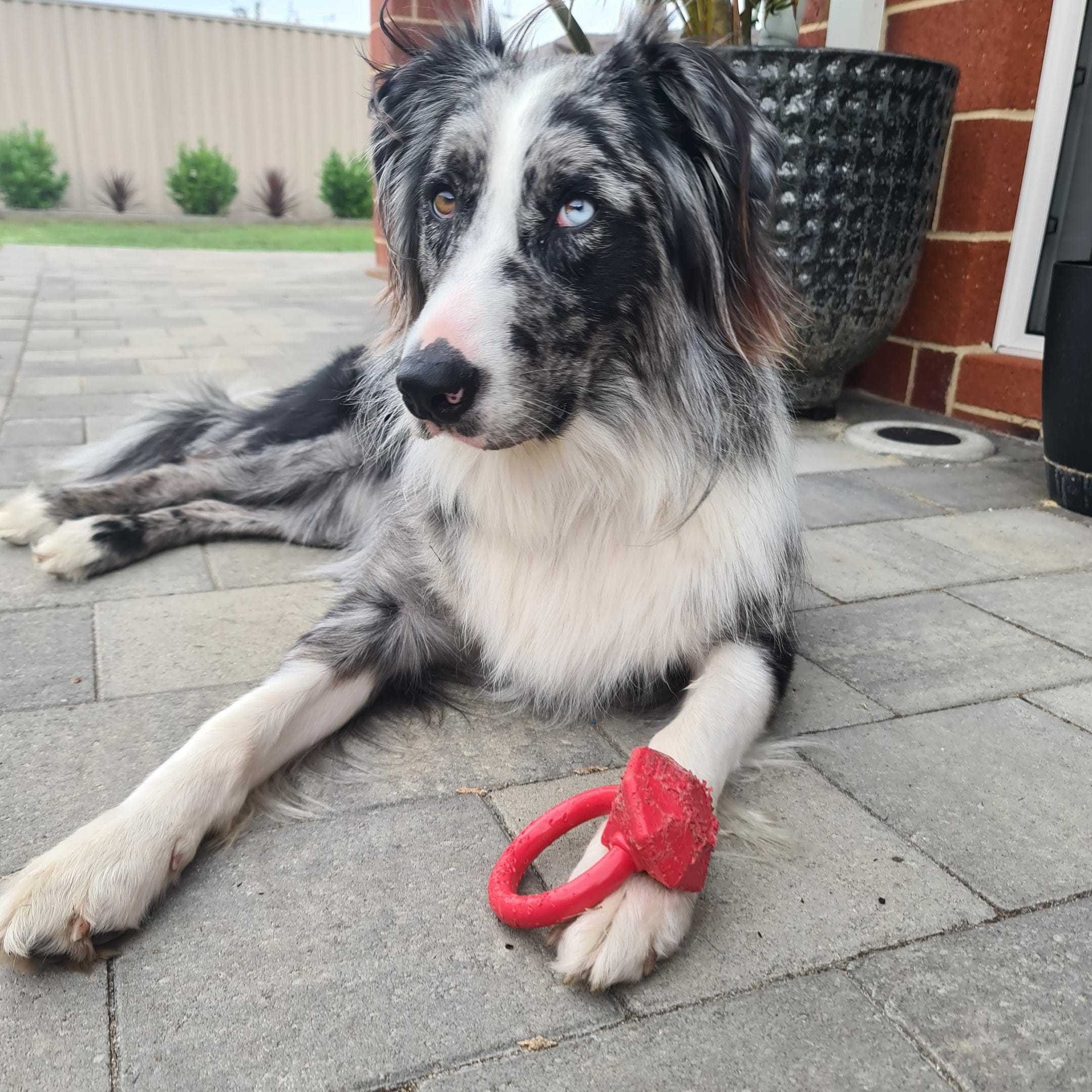 Nylon Diamond Teeth Ring-Dog Toy-Rover Pet Products