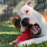 Nylon Guitar-Dog Toy-Rover Pet Products