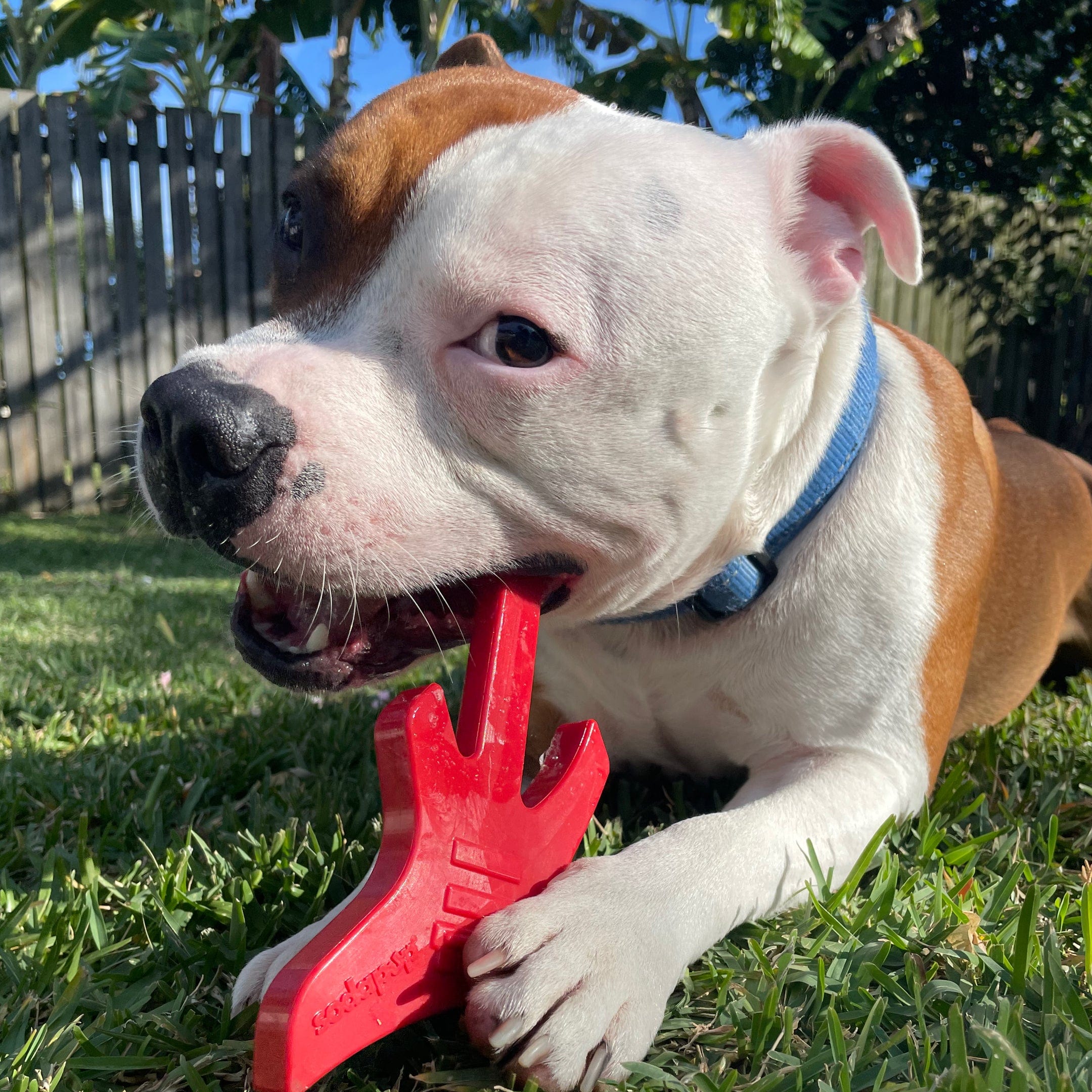 Nylon Guitar-Dog Toy-Rover Pet Products