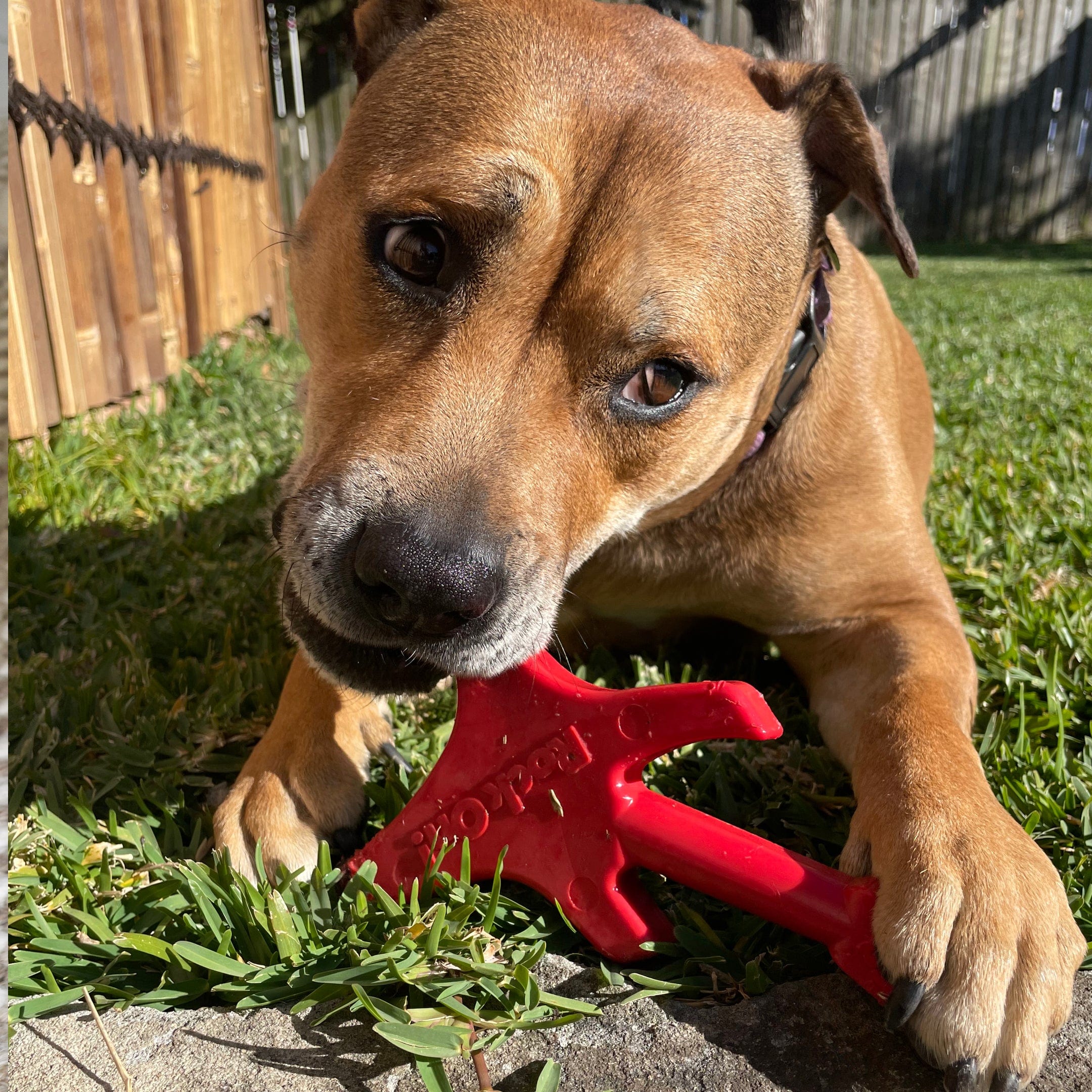 Nylon Guitar-Dog Toy-Rover Pet Products