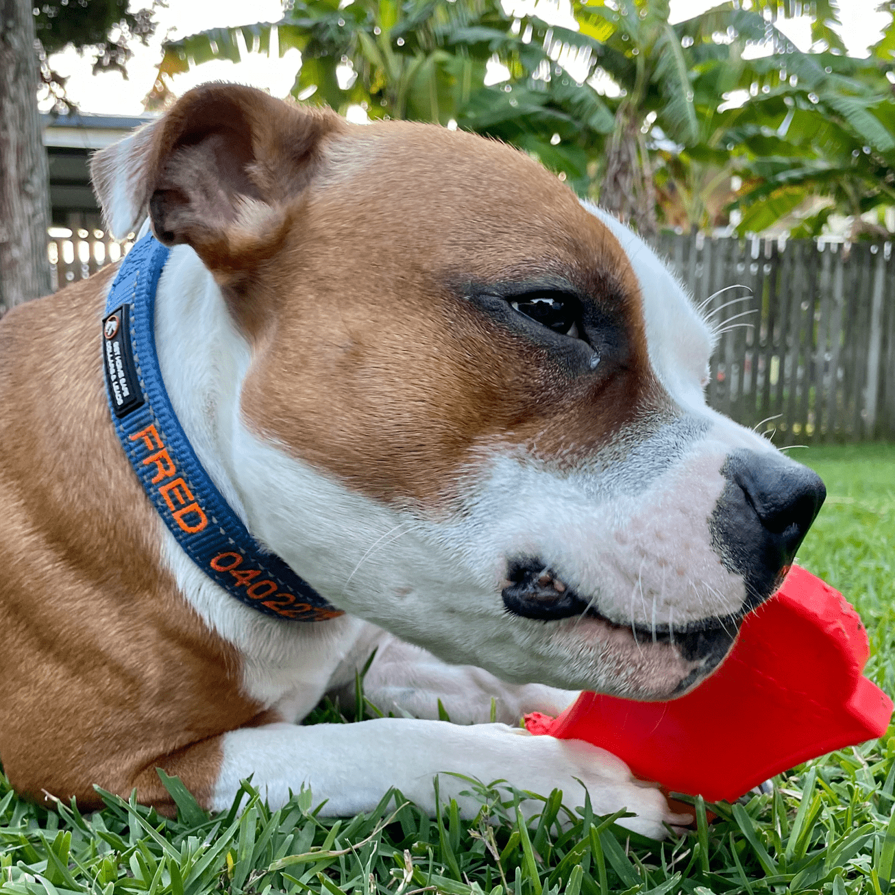 Nylon Headstone-Dog Toy-Rover Pet Products