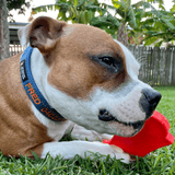 Nylon Headstone-Dog Toy-Rover Pet Products