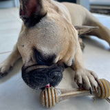 Nylon Honeybone-Dog Toy-Rover Pet Products