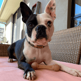 Nylon Honeybone-Dog Toy-Rover Pet Products