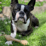 Nylon Honeybone-Dog Toy-Rover Pet Products