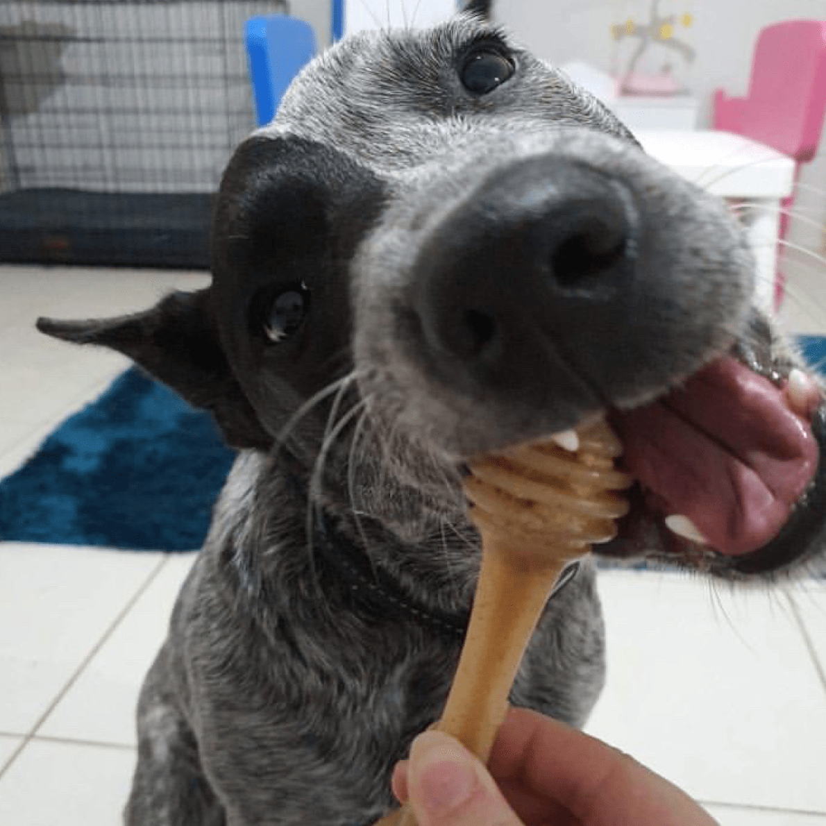 Nylon Honeybone-Dog Toy-Rover Pet Products