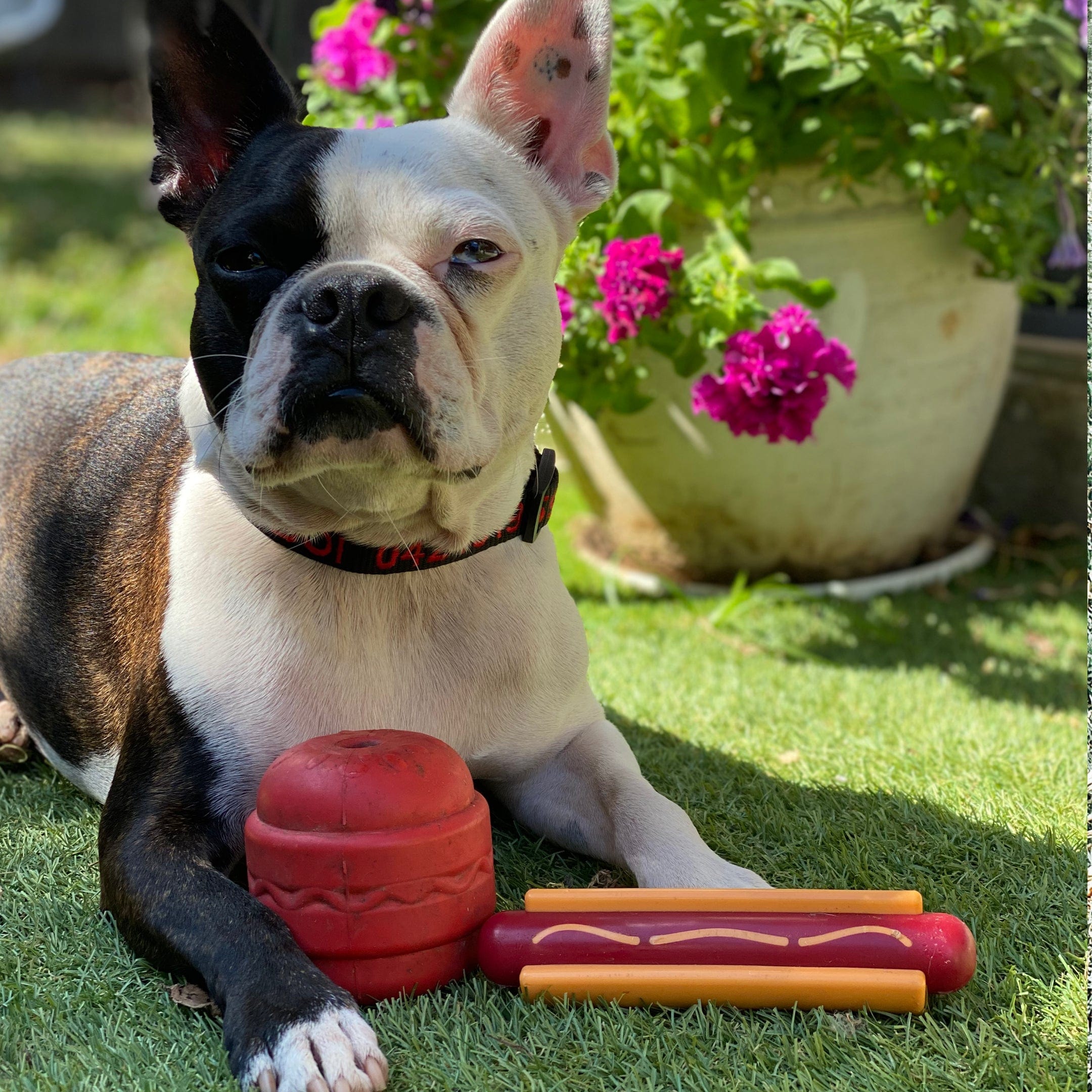Nylon Hot Dog-Dog Toy-Rover Pet Products