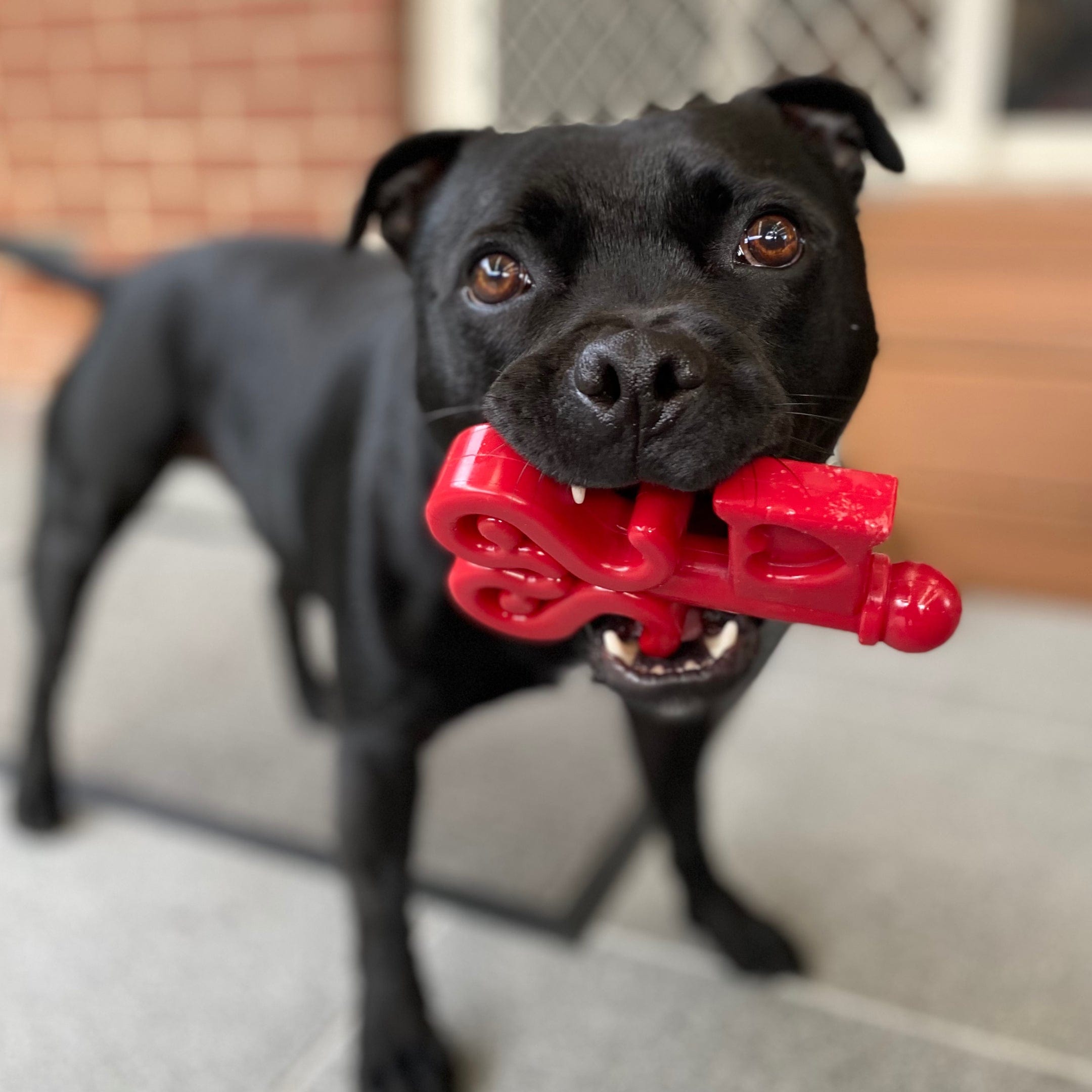 Nylon Key To My Heart-Dog Toy-Rover Pet Products