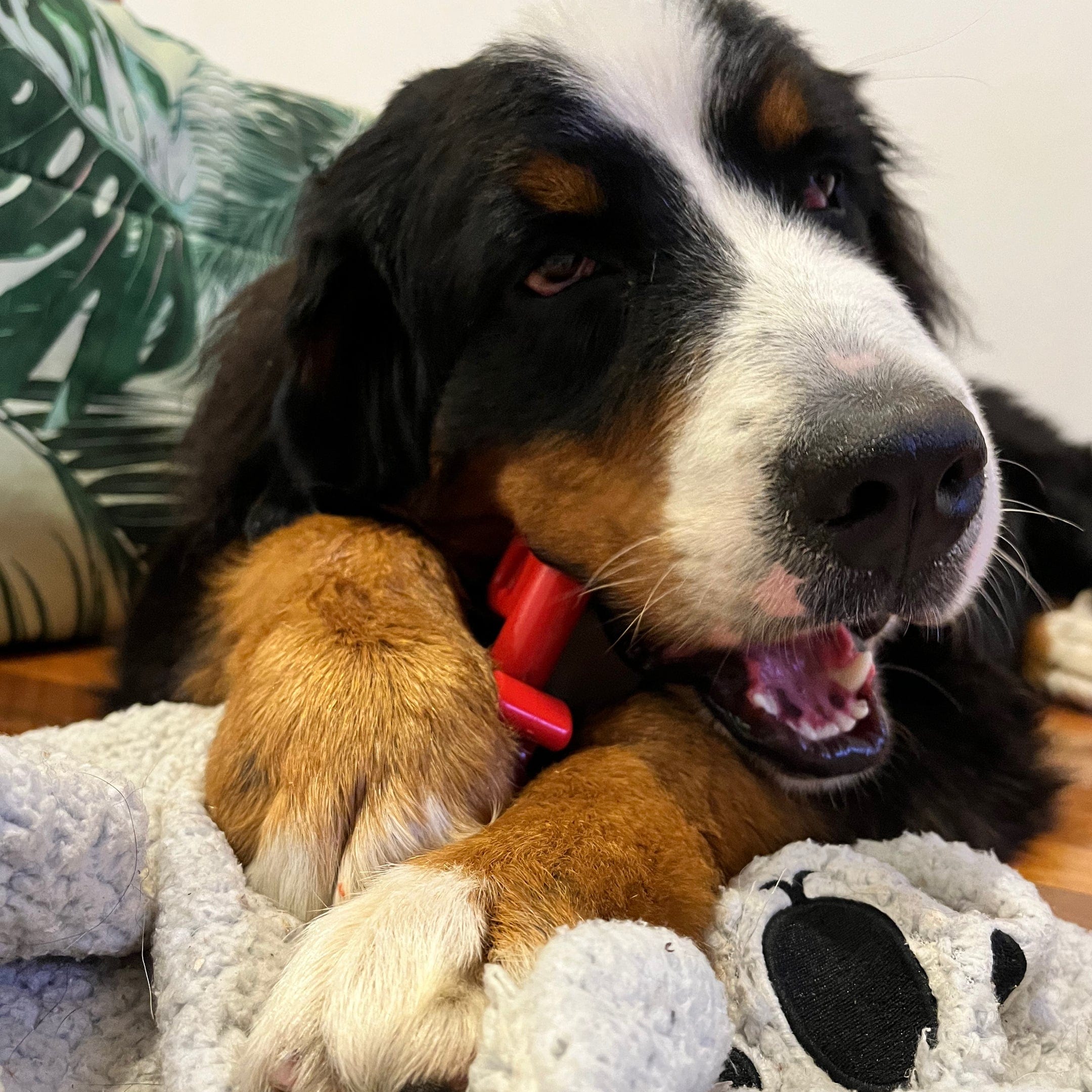 Nylon Key To My Heart-Dog Toy-Rover Pet Products