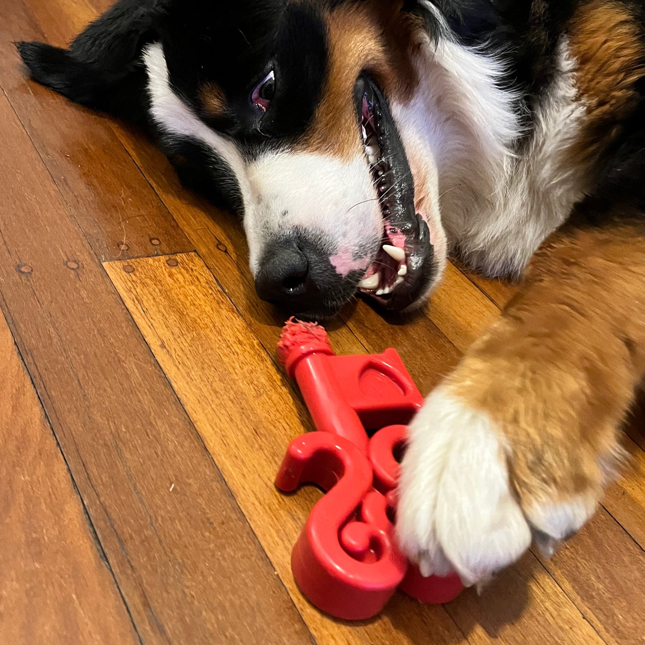 Nylon Key To My Heart-Dog Toy-Rover Pet Products