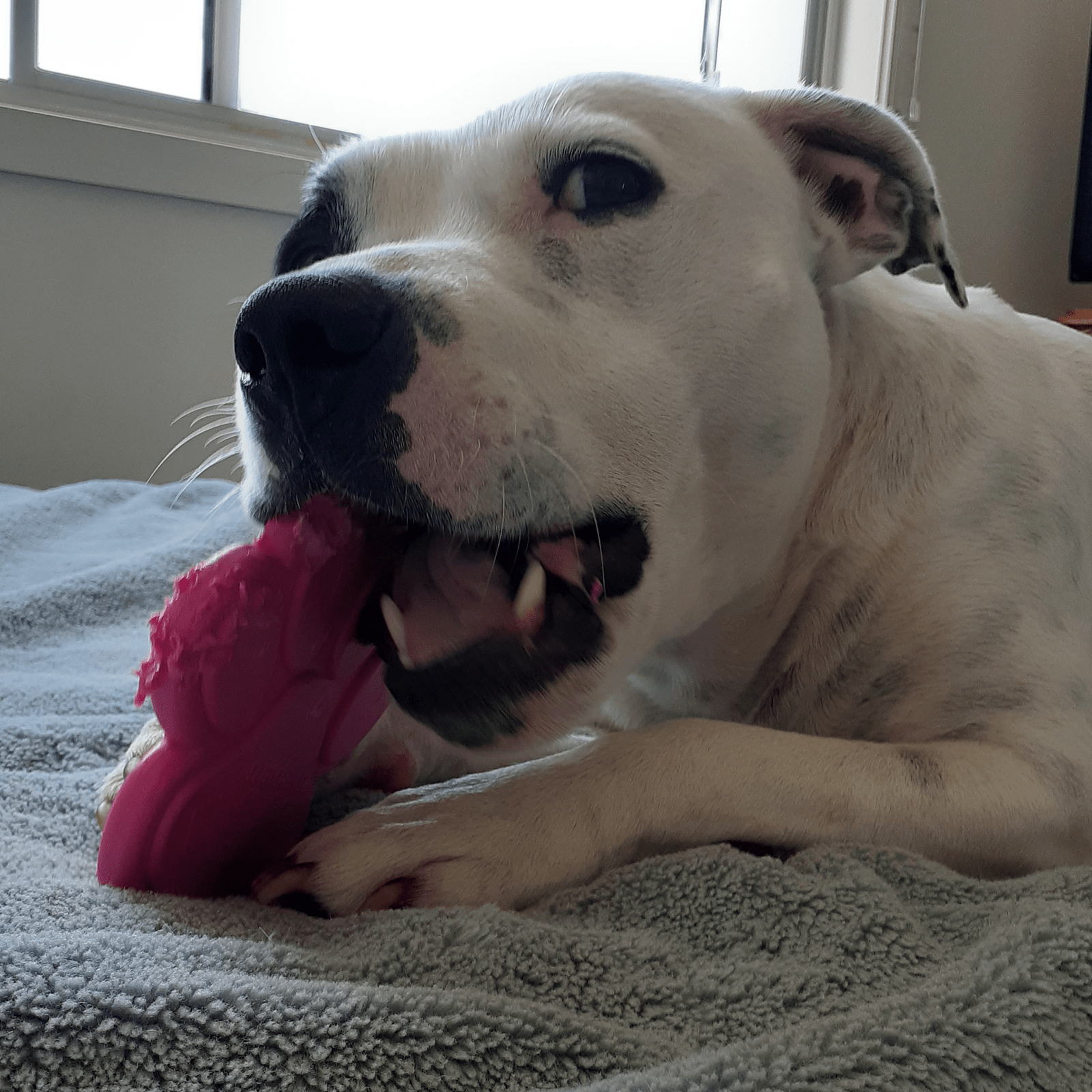 Nylon Paw (Power Chewers)-Chew Toy-Rover Pet Products