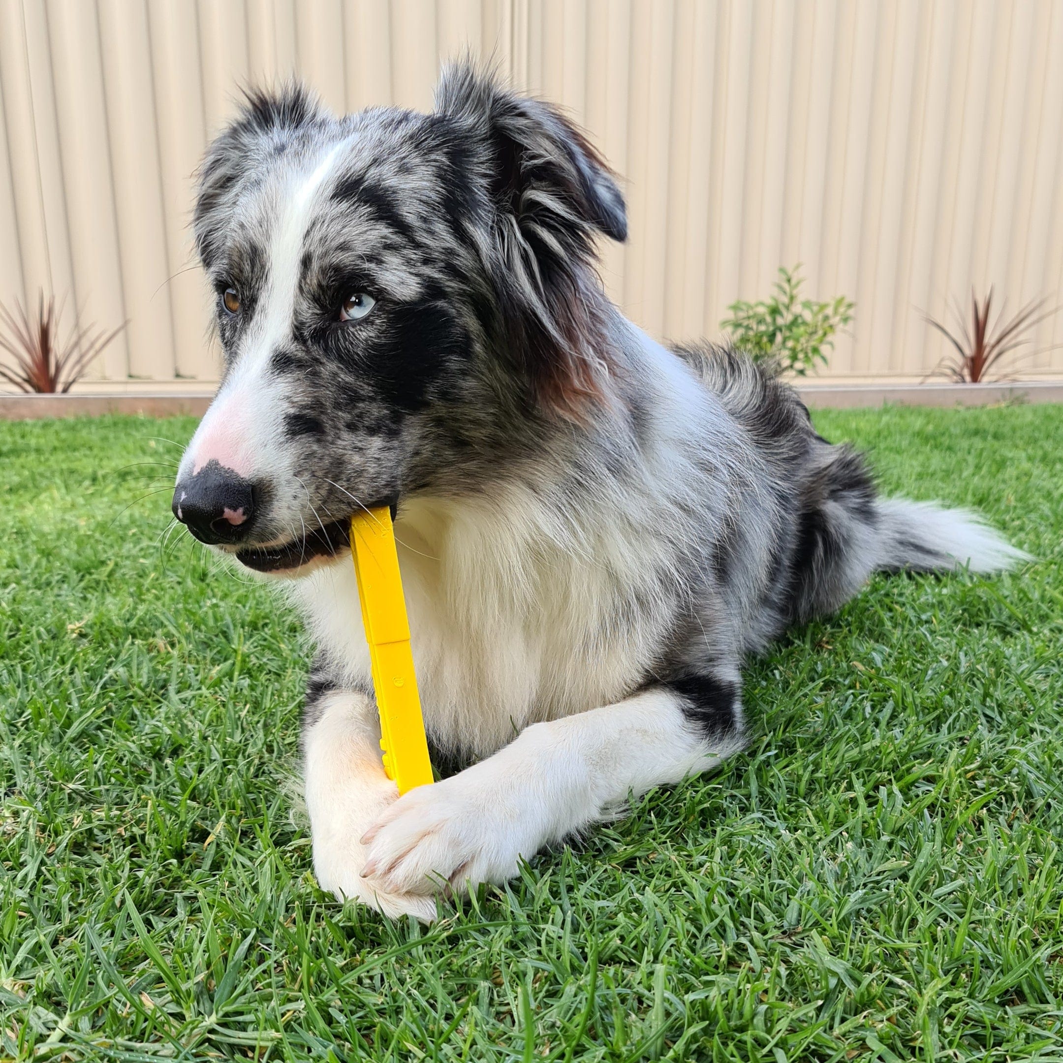 Nylon Pipe Wrench-Dog Toy-Rover Pet Products