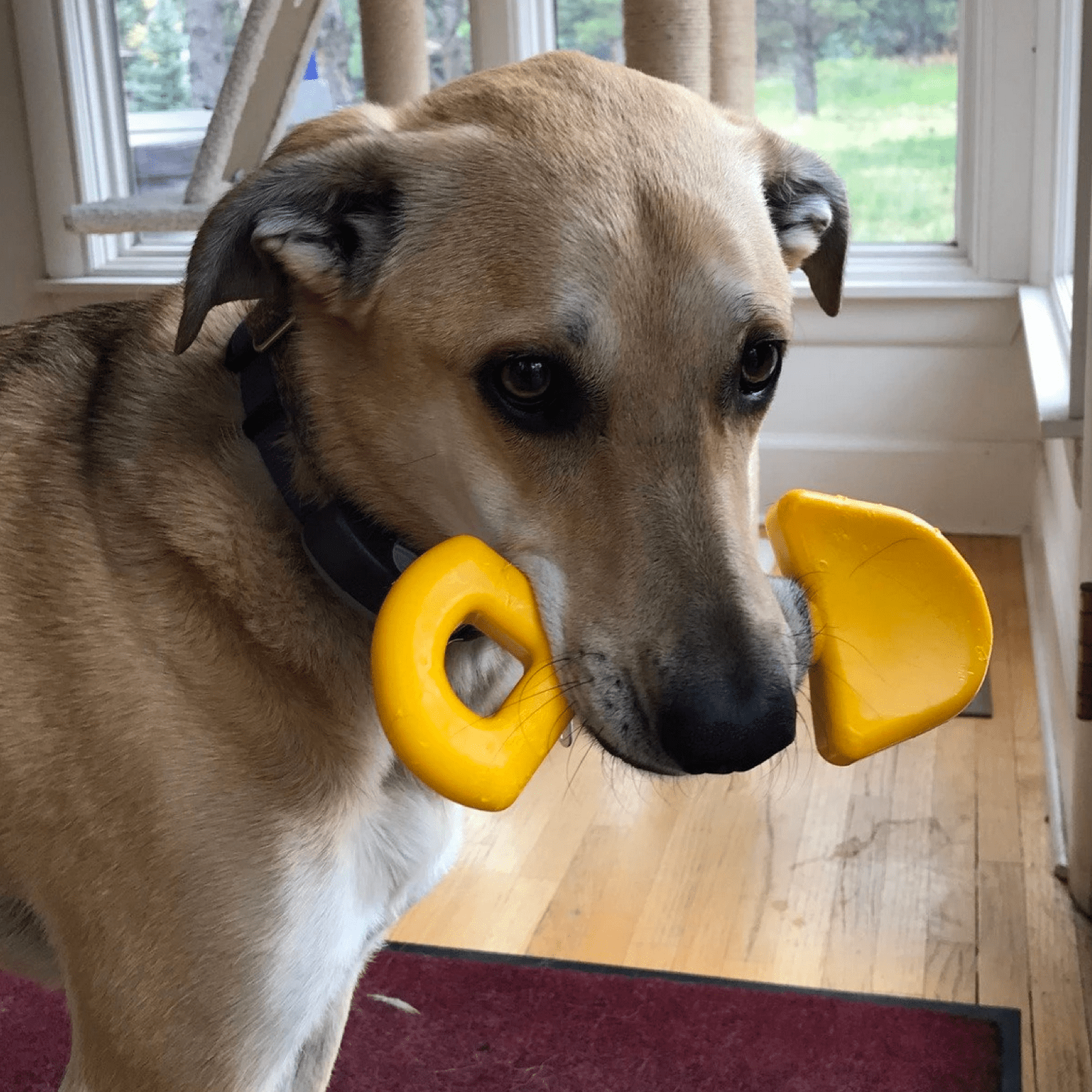 Nylon Shovel-Dog Toy-Rover Pet Products