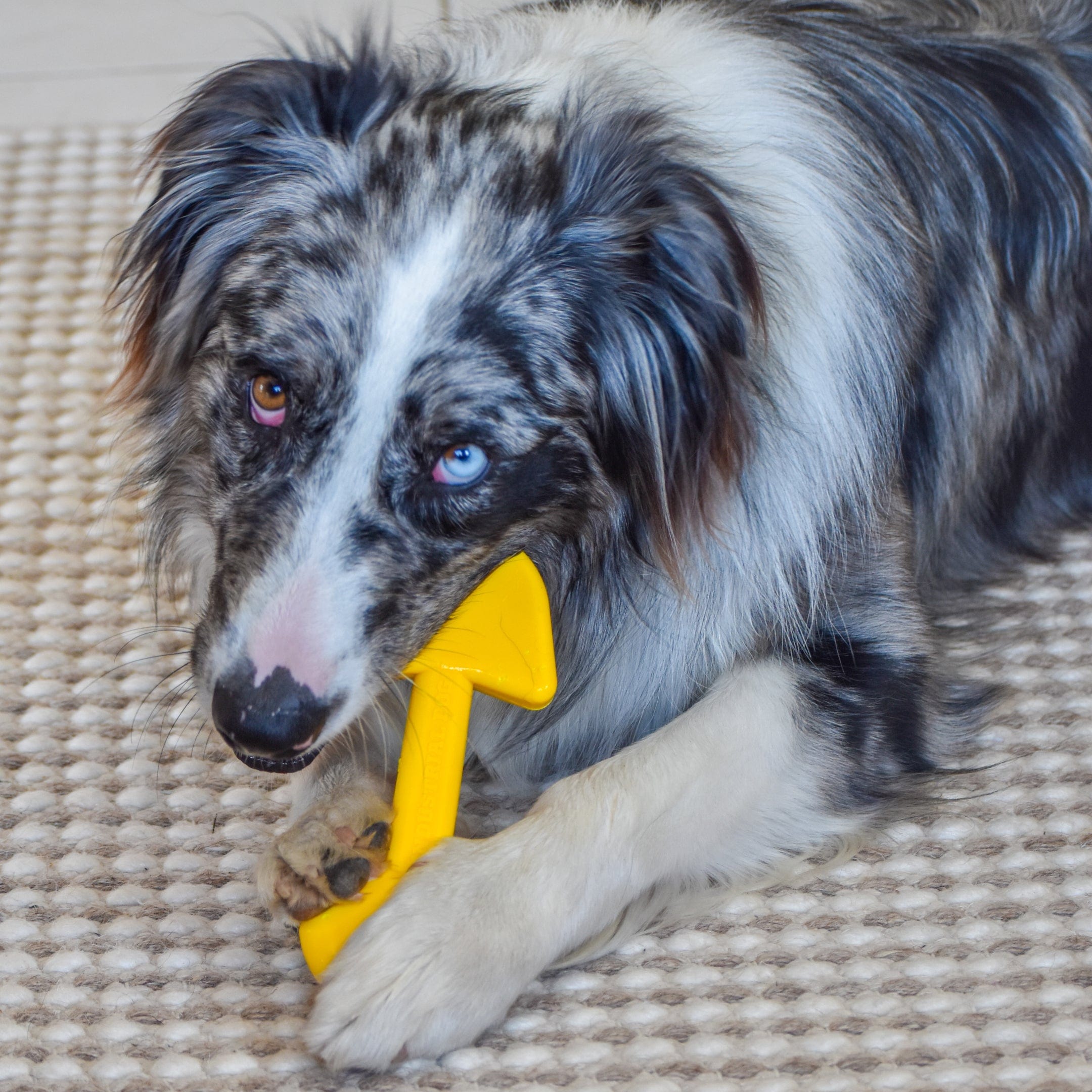 Nylon Shovel-Dog Toy-Rover Pet Products