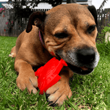Nylon Turkey-Dog Toy-Rover Pet Products