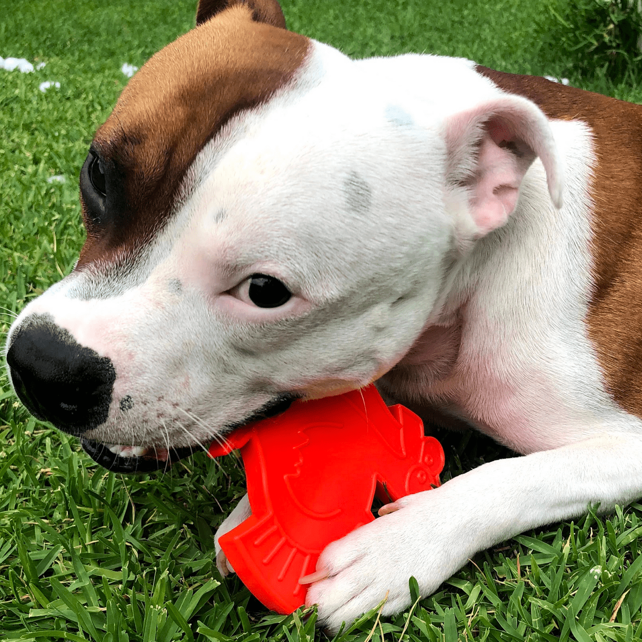 Nylon Turkey-Dog Toy-Rover Pet Products