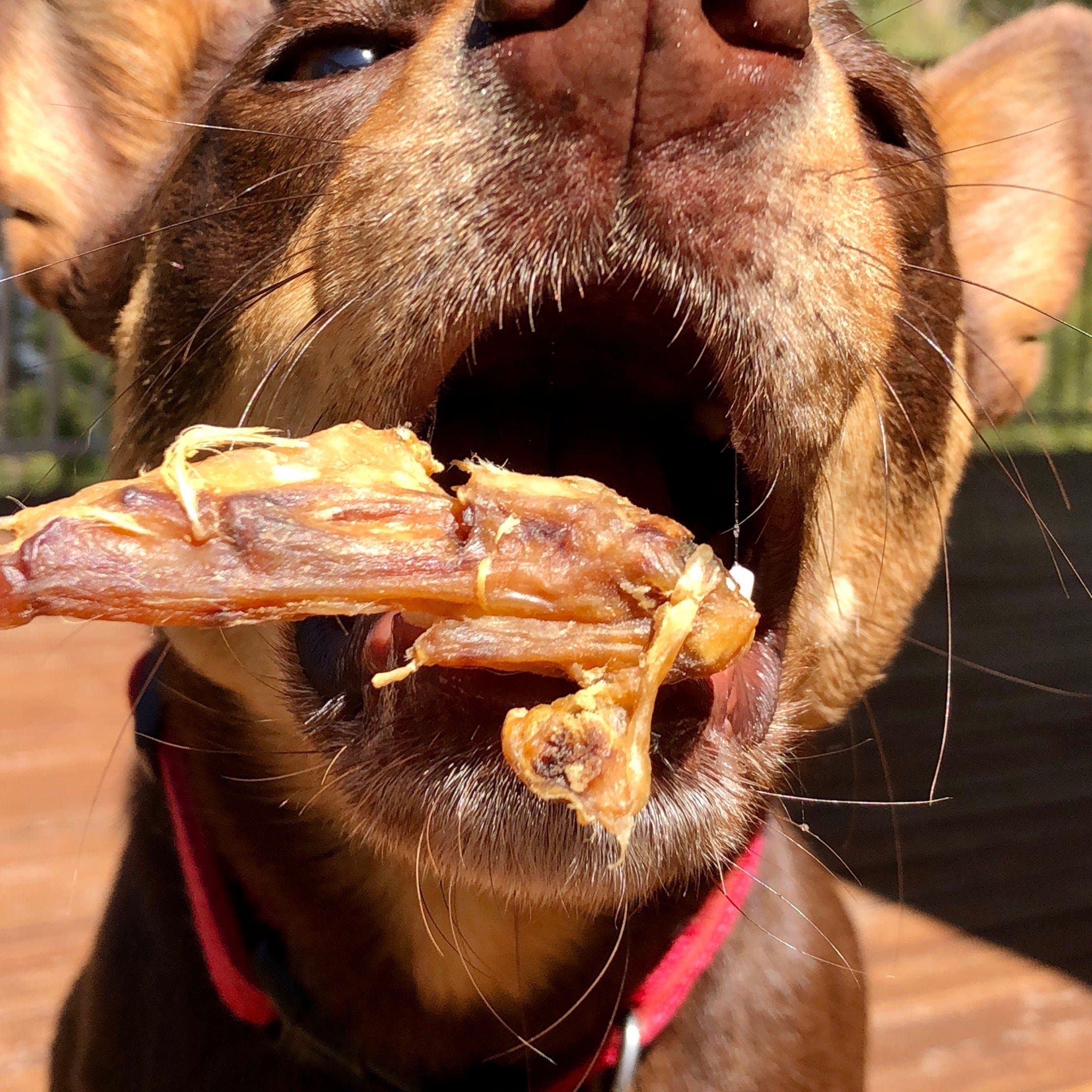 On The Trot - Pig Trotters-Unclassified-Rover Pet Products