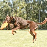 Original Bottle Top Flyers-Dog Toy-Rover Pet Products