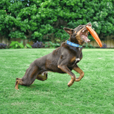 Original Bottle Top Flyers-Dog Toy-Rover Pet Products