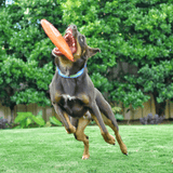 Original Bottle Top Flyers-Dog Toy-Rover Pet Products