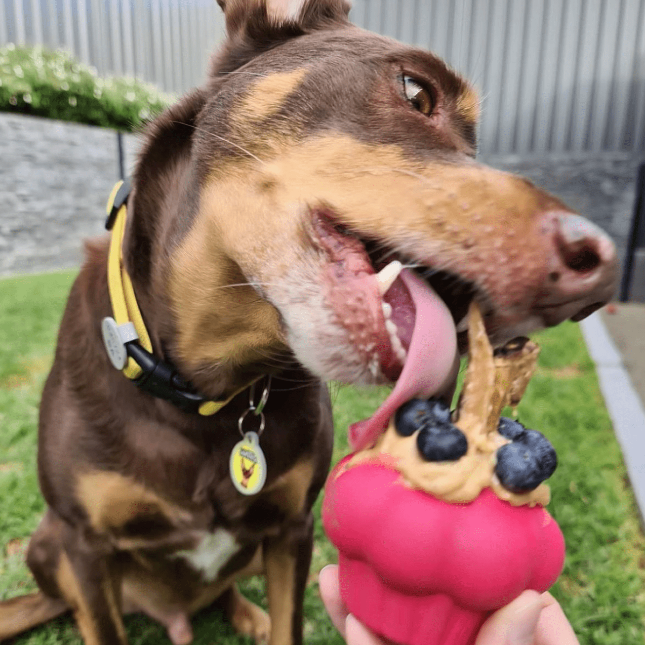Pink Cupcake-Dog Toy-Rover Pet Products