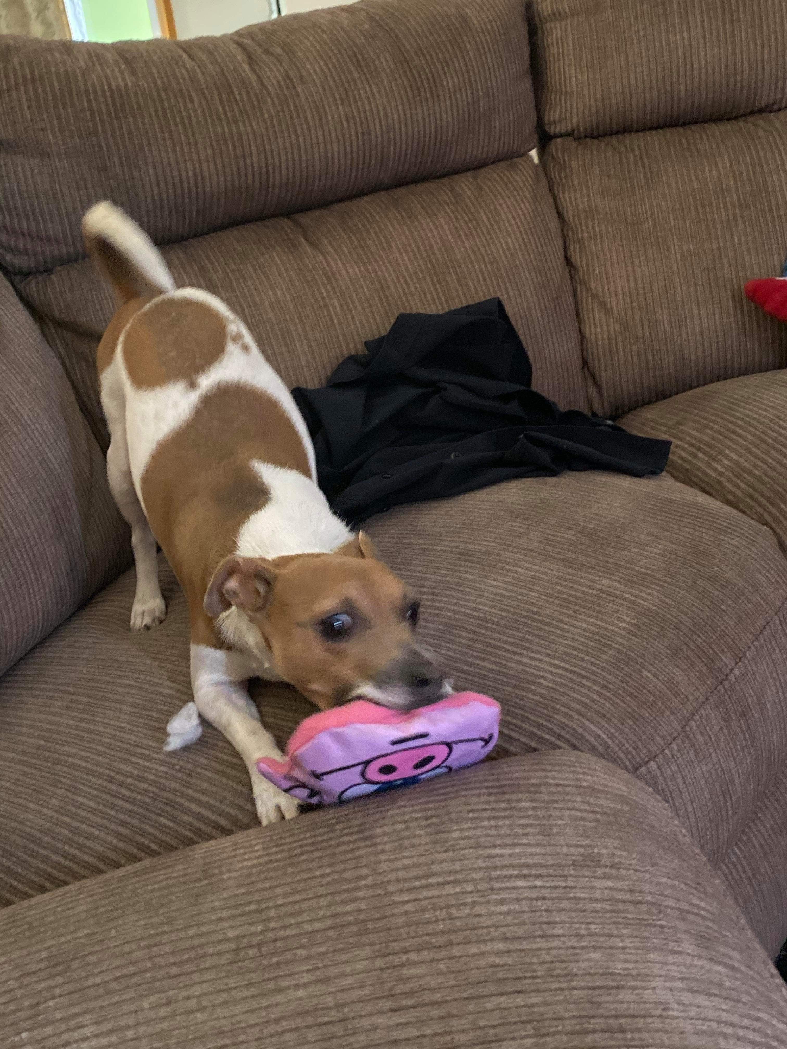 Pokey the Pig-Unclassified-Rover Pet Products