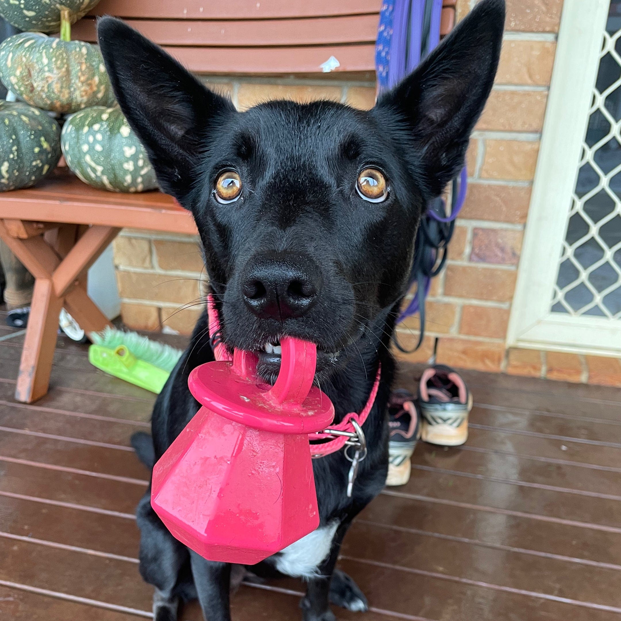 Puppy Bling Ring-Dog Toy-Rover Pet Products