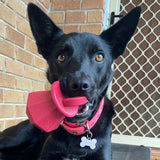 Puppy Bling Ring-Dog Toy-Rover Pet Products