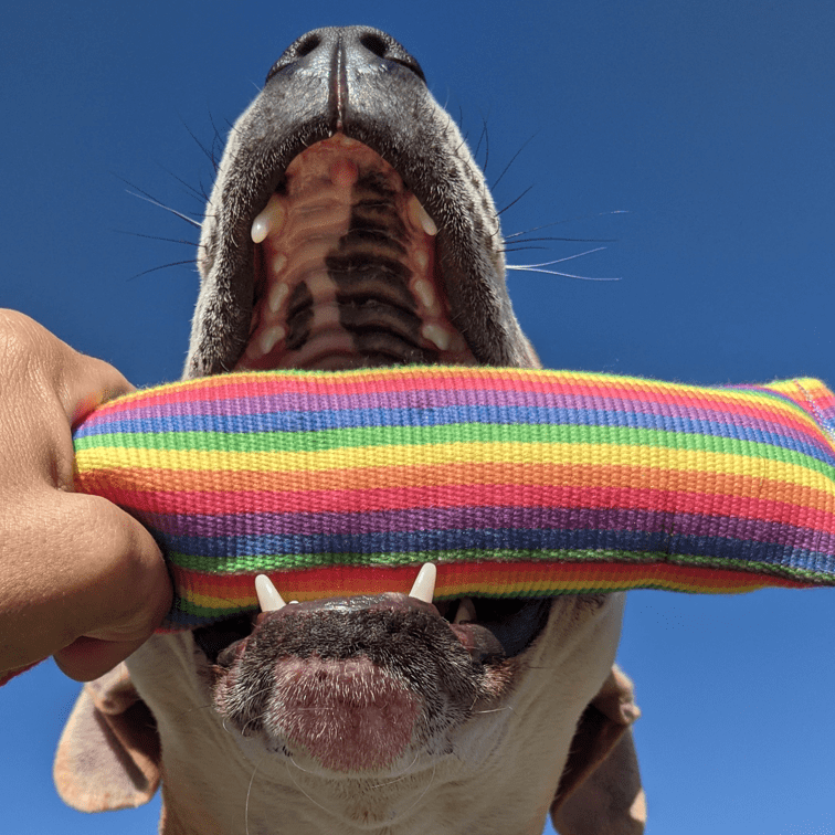 Rainbow Firehose-Unclassified-Rover Pet Products