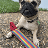 Rainbow Firehose-Unclassified-Rover Pet Products