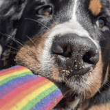 Rainbow Firehose-Unclassified-Rover Pet Products