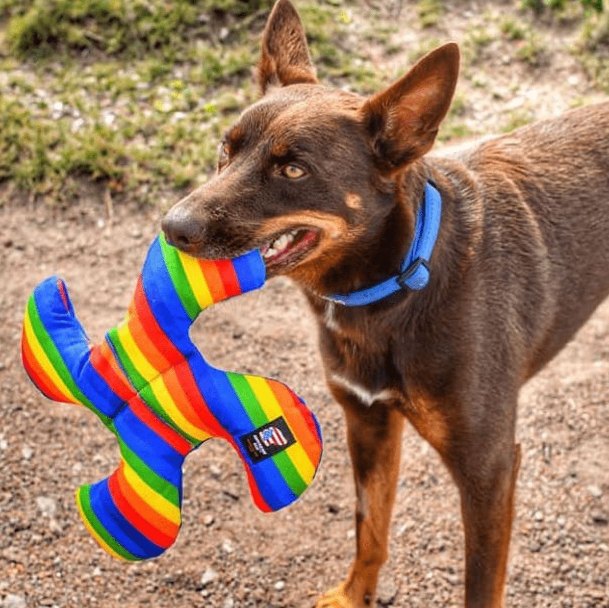 Rainbow Lucky Dog Star-Rover Pet Products