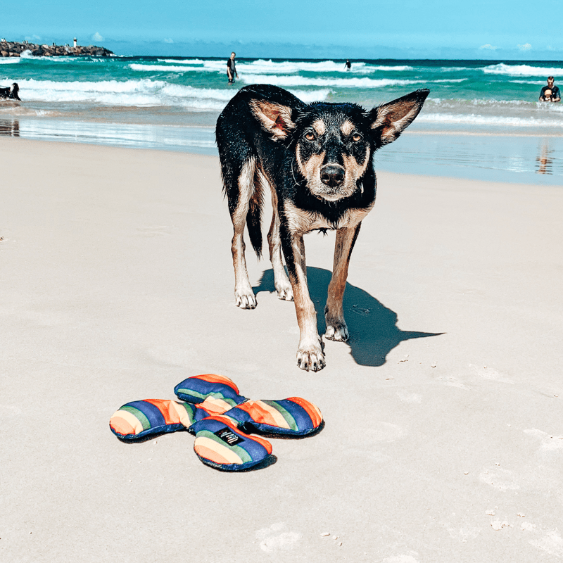 Rainbow Lucky Dog Star-Rover Pet Products