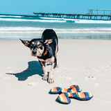 Rainbow Lucky Dog Star-Rover Pet Products