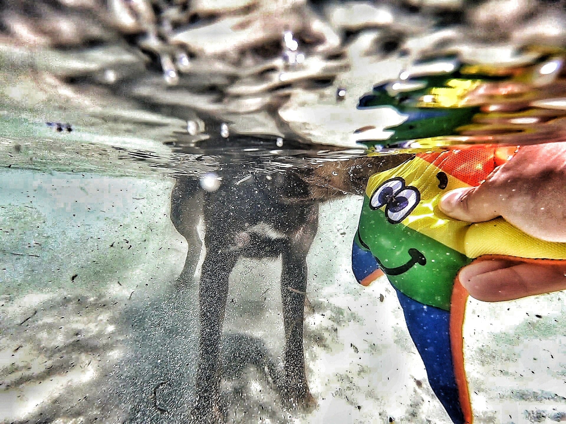 Rainbow Stanley The Starfish-Rover Pet Products