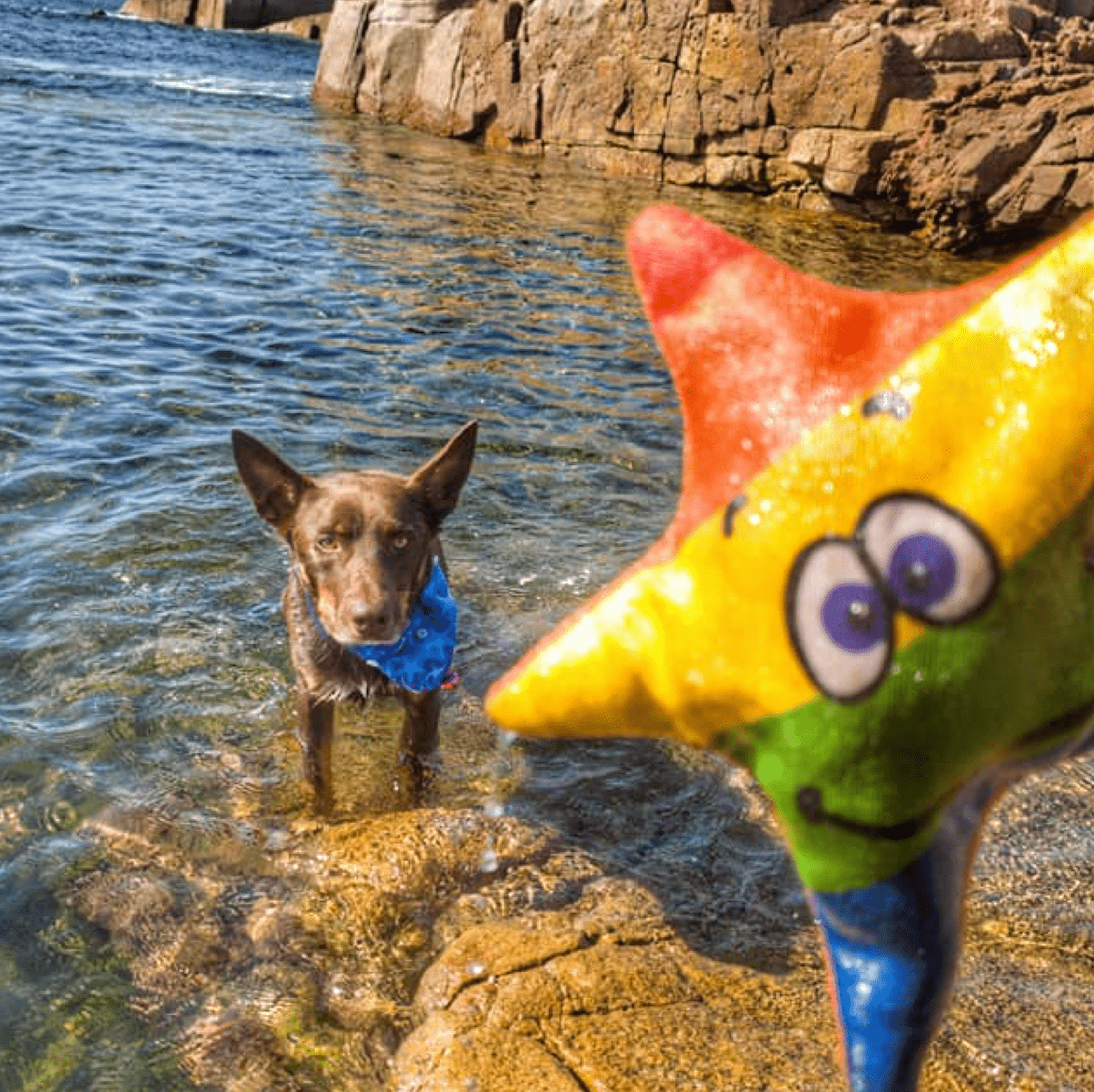 Rainbow Stanley The Starfish-Rover Pet Products