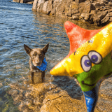 Rainbow Stanley The Starfish-Rover Pet Products