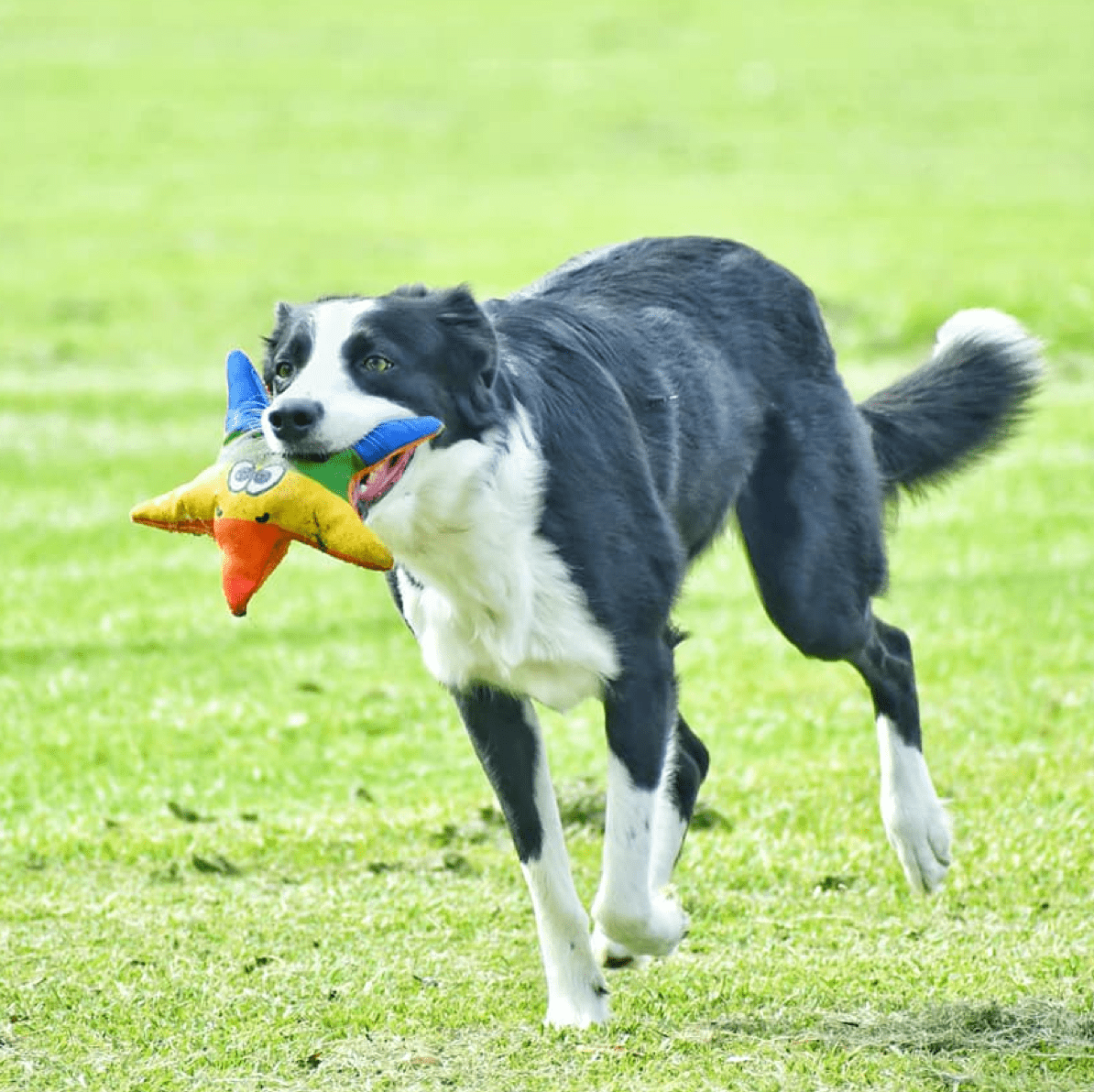 Rainbow Stanley The Starfish-Rover Pet Products