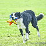 Rainbow Stanley The Starfish-Rover Pet Products