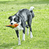 Rainbow Stanley The Starfish-Rover Pet Products