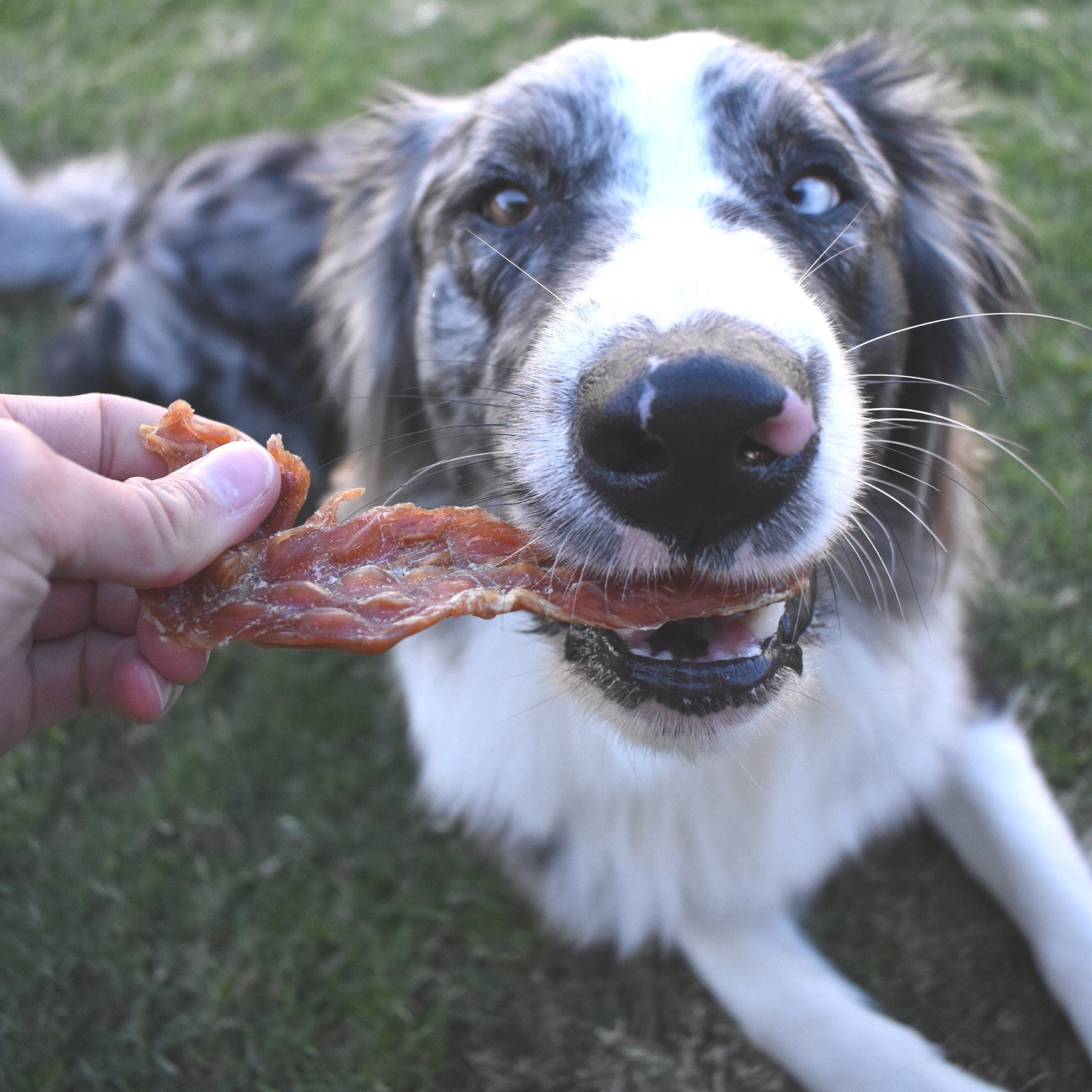 Roast Chicken Dinner - Chicken Breast Jerky-Dog Treat-Rover Pet Products