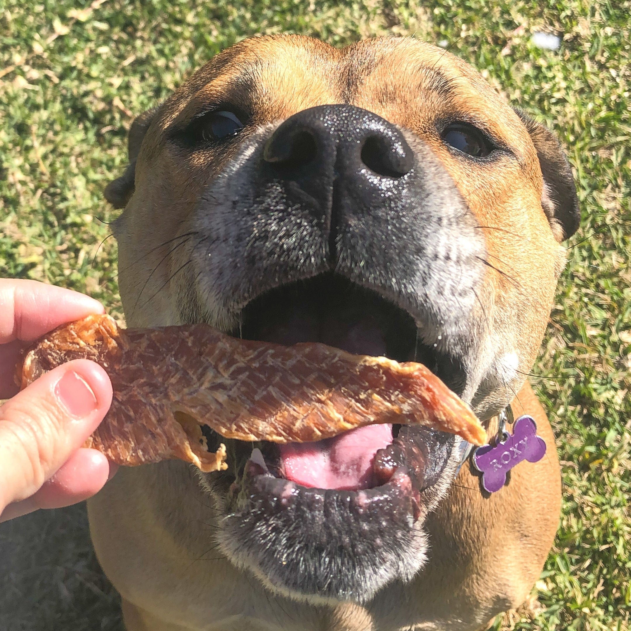 Roast Chicken Dinner - Chicken Breast Jerky-Dog Treat-Rover Pet Products