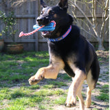 Rocket Pop Dental and Retrieving Toy-Dog Toy-Rover Pet Products