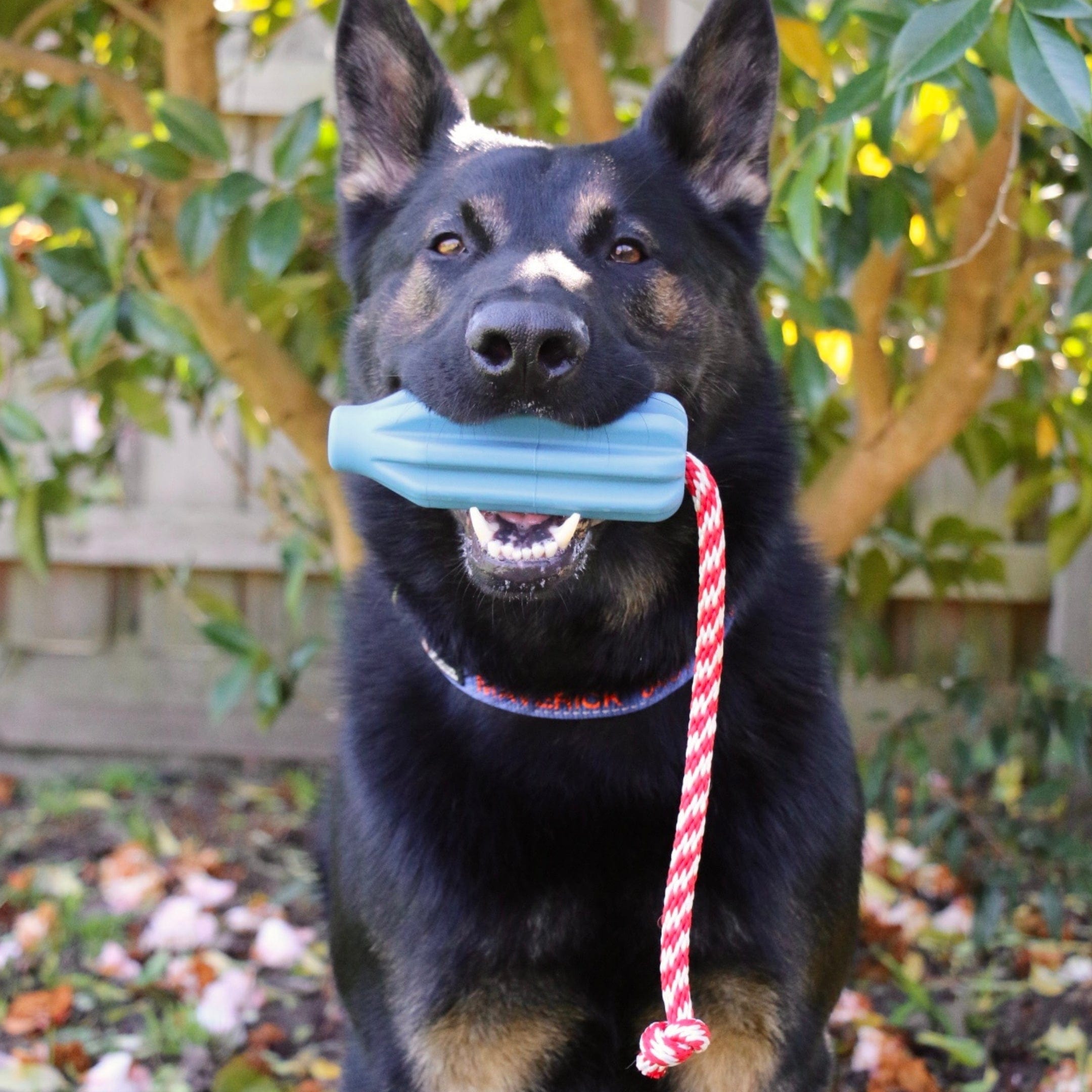 Rocket Pop Dental and Retrieving Toy-Dog Toy-Rover Pet Products