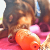 Raw Lamb-Rover Pet Products