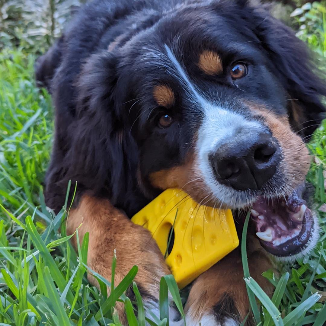 Nylon Cheese (Power Chewers)-Chew Toy-Rover Pet Products