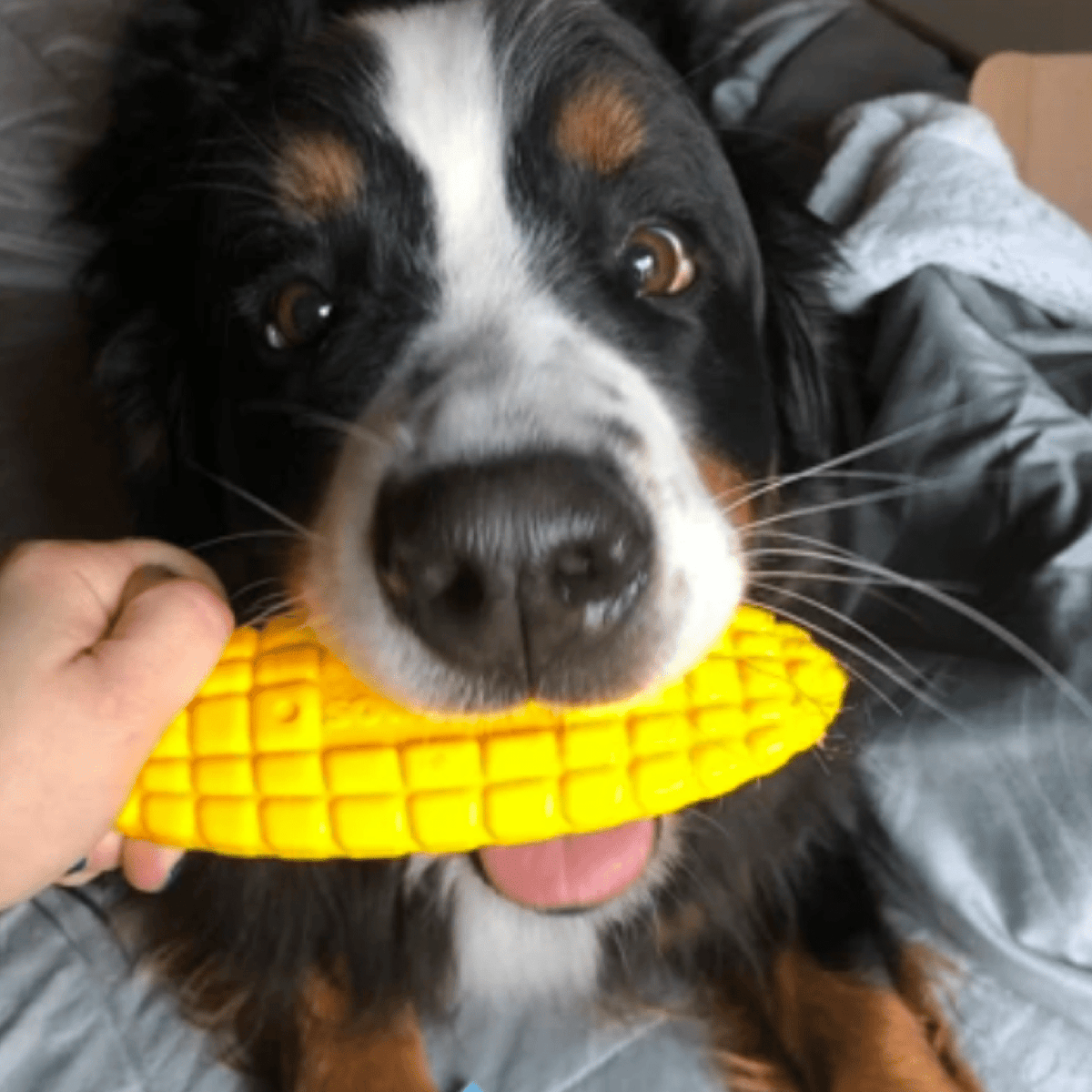 Nylon Corn On The Cob-Chew Toy-Rover Pet Products