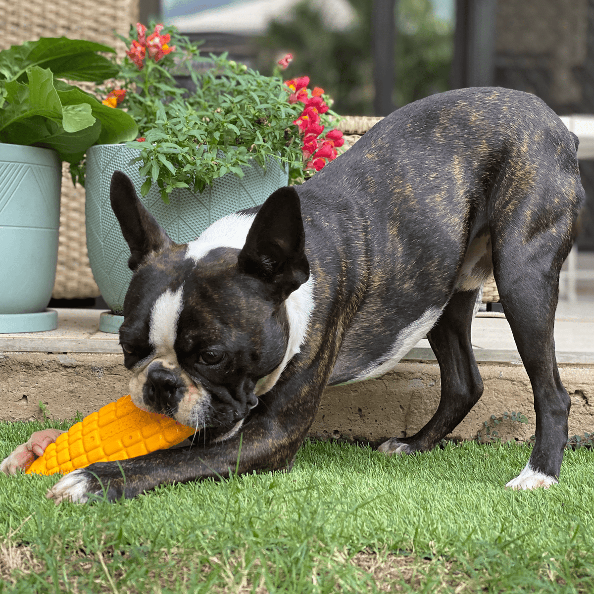 Nylon Corn On The Cob-Chew Toy-Rover Pet Products