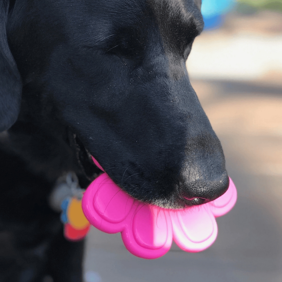 Nylon Paw (Power Chewers)-Chew Toy-Rover Pet Products